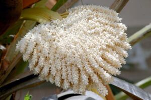 Hurma Poleni Gerçekten Mucizevi Bir Ürün mü?