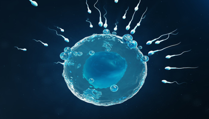 Read more about the article Sperm Kalitesini Artıran Yiyecekler